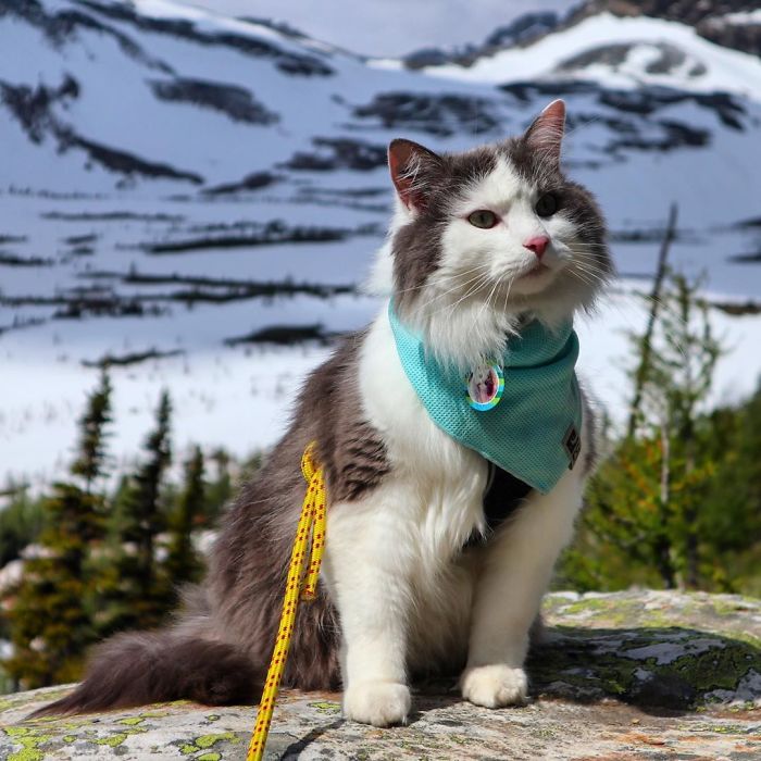 Gary The Adventure Cat