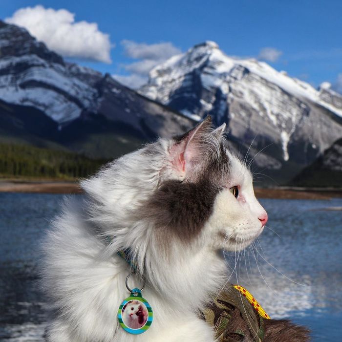 Gary The Adventure Cat