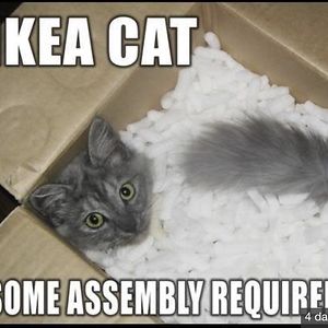 ashleyvacanti_1 avatar