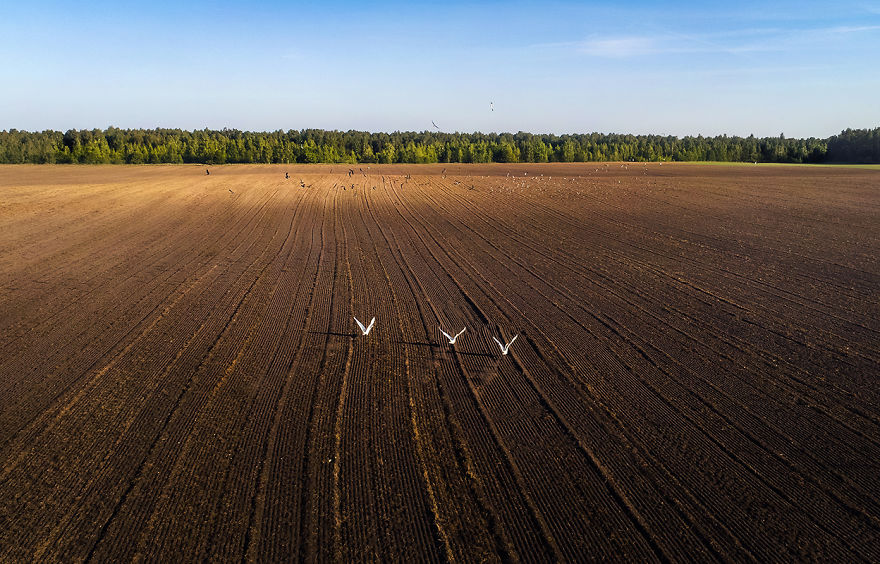 I Photographed Landscapes And Animals Of Lithuania Using A Drone