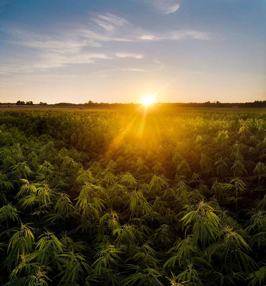 I Photographed Landscapes And Animals Of Lithuania Using A Drone