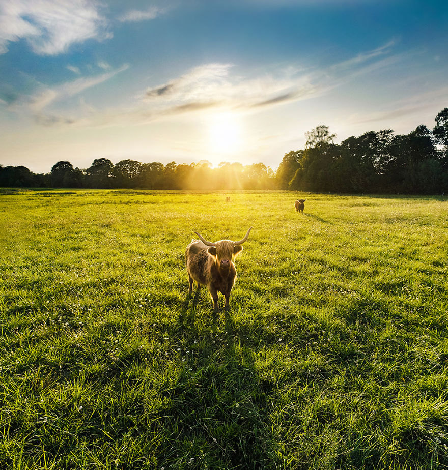 I Photographed Landscapes And Animals Of Lithuania Using A Drone