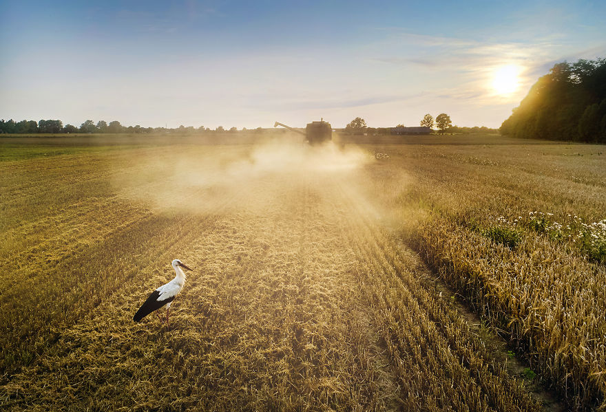 I Photographed Landscapes And Animals Of Lithuania Using A Drone