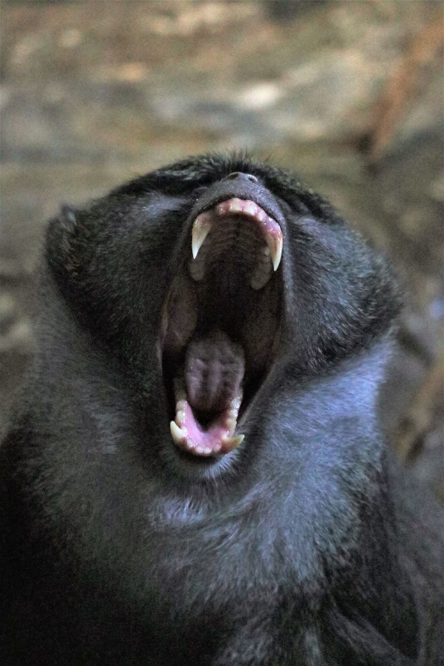 I Learned How To Become A Better Photographer By Hanging Around The Zoo All The Time. I Learned How To Become A Better Photographer By Hanging Around The Zoo All The Time.