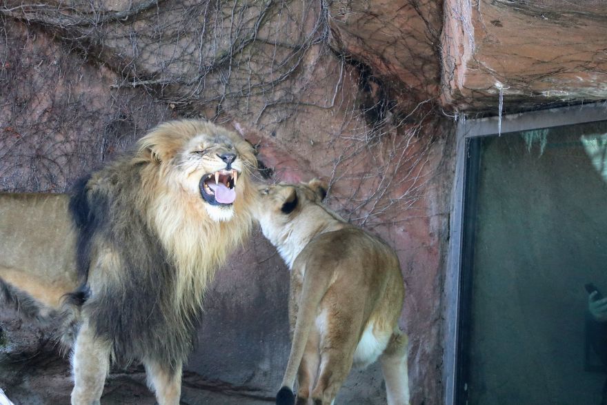 I Learned How To Become A Better Photographer By Hanging Around The Zoo All The Time.