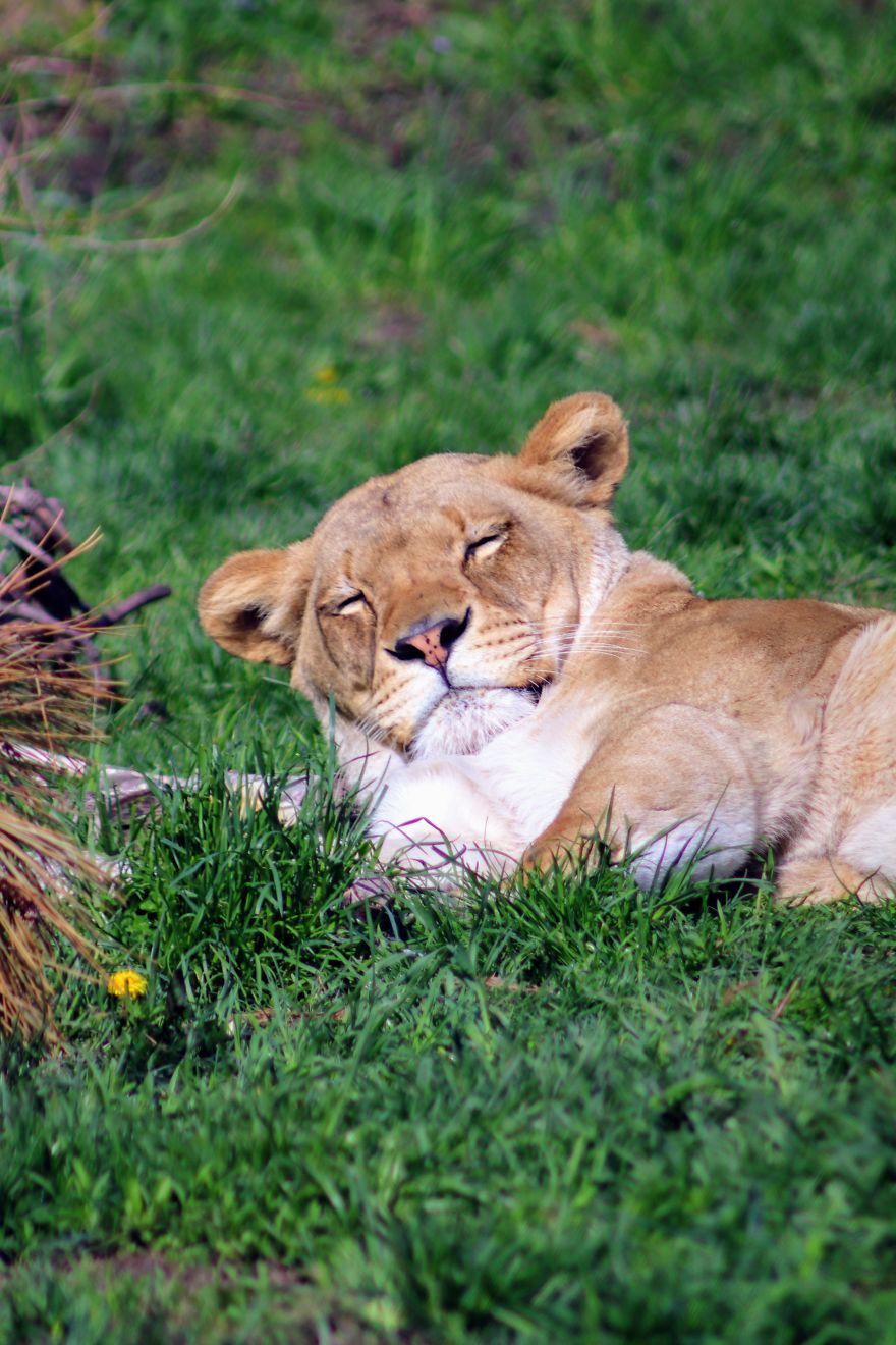 I Learned How To Become A Better Photographer By Hanging Around The Zoo All The Time.