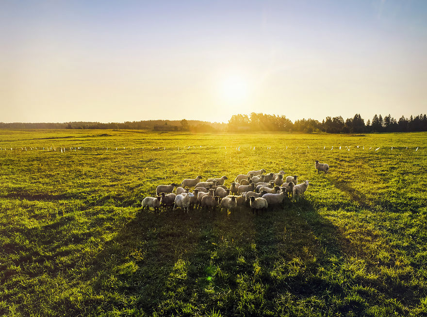 I Photographed Landscapes And Animals Of Lithuania Using A Drone