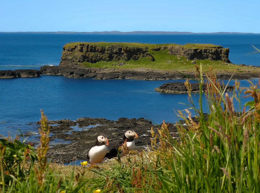 I Traveled To Scotland To See Its Beautiful Nature And Watch Rare Birds (32 Pics) I Traveled To Scotland To See Its Beautiful Nature And Watch Rare Birds (32 Pics)