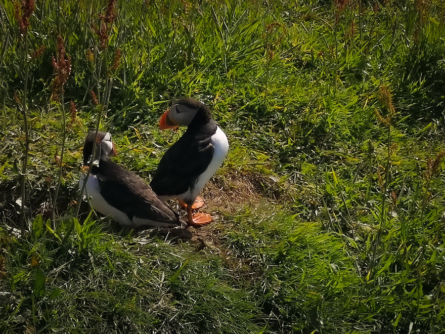 I Traveled To Scotland To See Its Beautiful Nature And Watch Rare Birds (32 Pics)