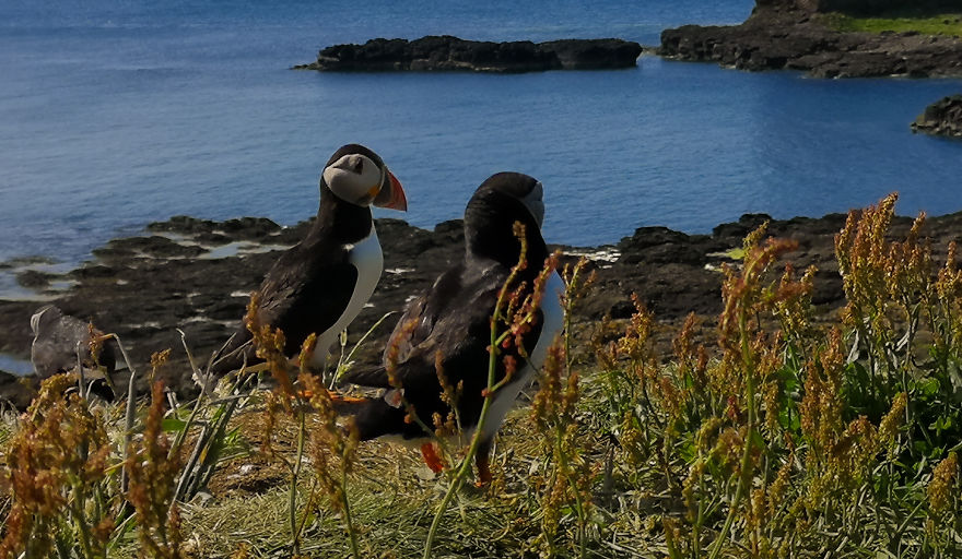 I Traveled To Scotland To See Its Beautiful Nature And Watch Rare Birds (32 Pics)