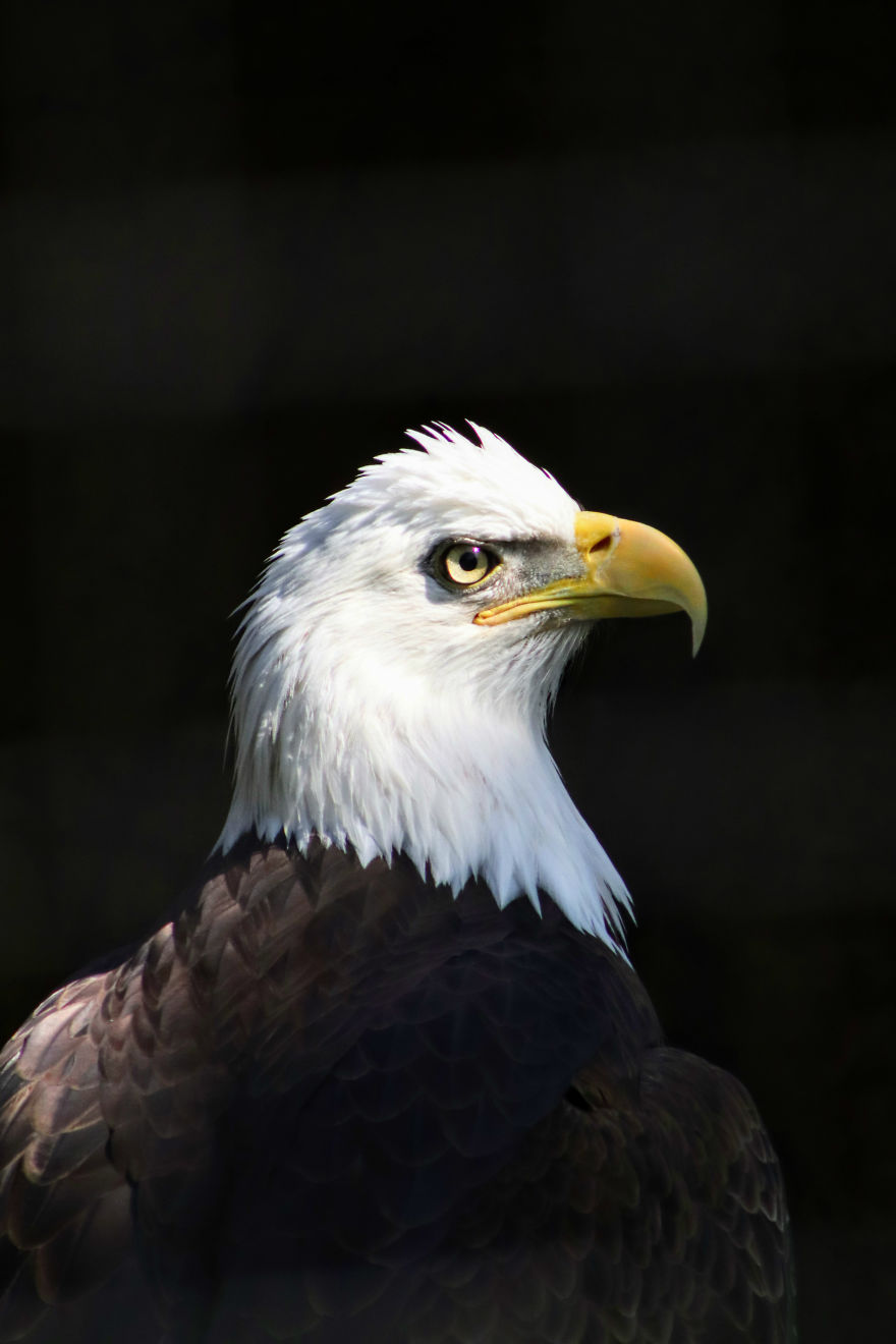 I Learned How To Become A Better Photographer By Hanging Around The Zoo All The Time.