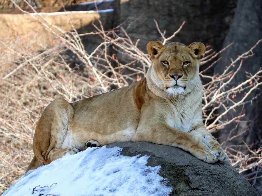 I Learned How To Become A Better Photographer By Hanging Around The Zoo All The Time.