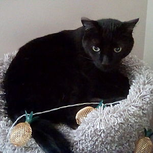 zoekoskenmaki avatar