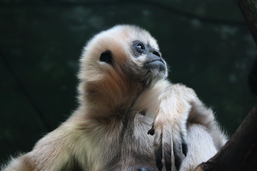 I Learned How To Become A Better Photographer By Hanging Around The Zoo All The Time. I Learned How To Become A Better Photographer By Hanging Around The Zoo All The Time.