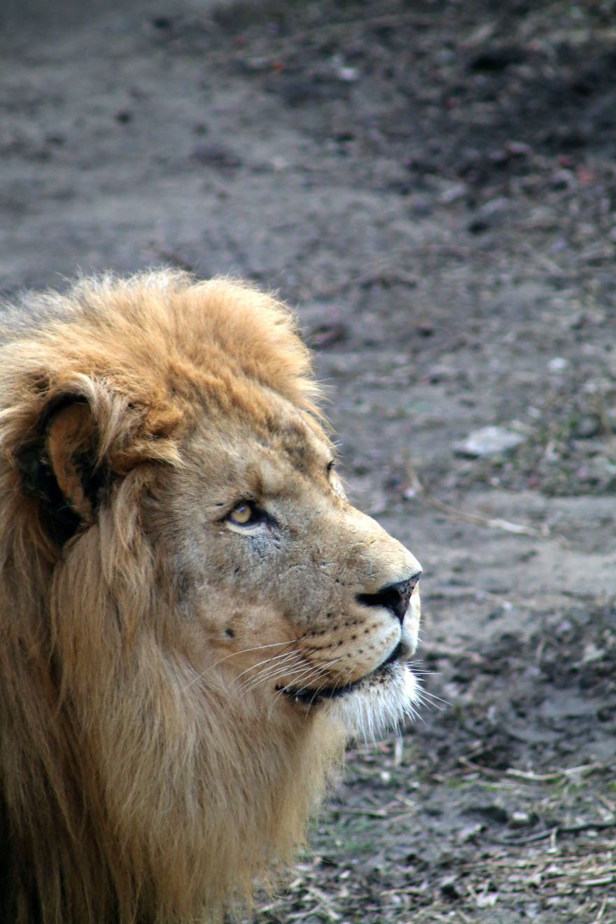 I Learned How To Become A Better Photographer By Hanging Around The Zoo All The Time. I Learned How To Become A Better Photographer By Hanging Around The Zoo All The Time.