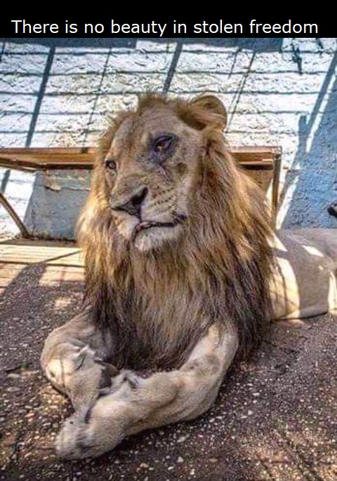 Lion-There-is-no-beauty-in-stolen-freedom-5d82ad8608aa2.jpg
