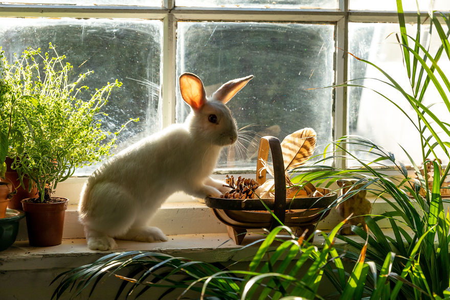 Meet Our Animals Who Help Special Needs Children In Ways That We, Humans, Struggle To Meet Our Animals Who Help Special Needs Children In Ways That We, Humans, Struggle To