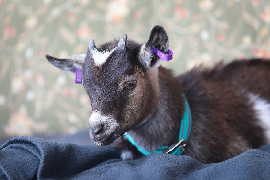 Meet Our Animals Who Help Special Needs Children In Ways That We, Humans, Struggle To Meet Our Animals Who Help Special Needs Children In Ways That We, Humans, Struggle To