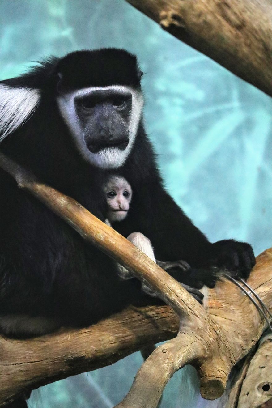 I Learned How To Become A Better Photographer By Hanging Around The Zoo All The Time.