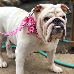 gilmoregirl91307 avatar