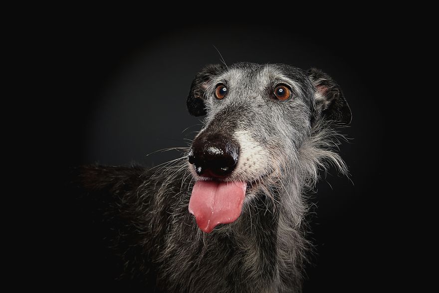 Spanish Dogs Stick Out Tongue To Their Hunters! Spanish Dogs Stick Out Tongue To Their Hunters!