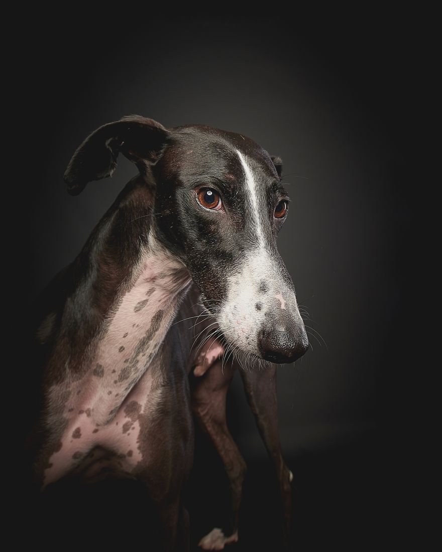 Spanish Dogs Stick Out Tongue To Their Hunters! Spanish Dogs Stick Out Tongue To Their Hunters!