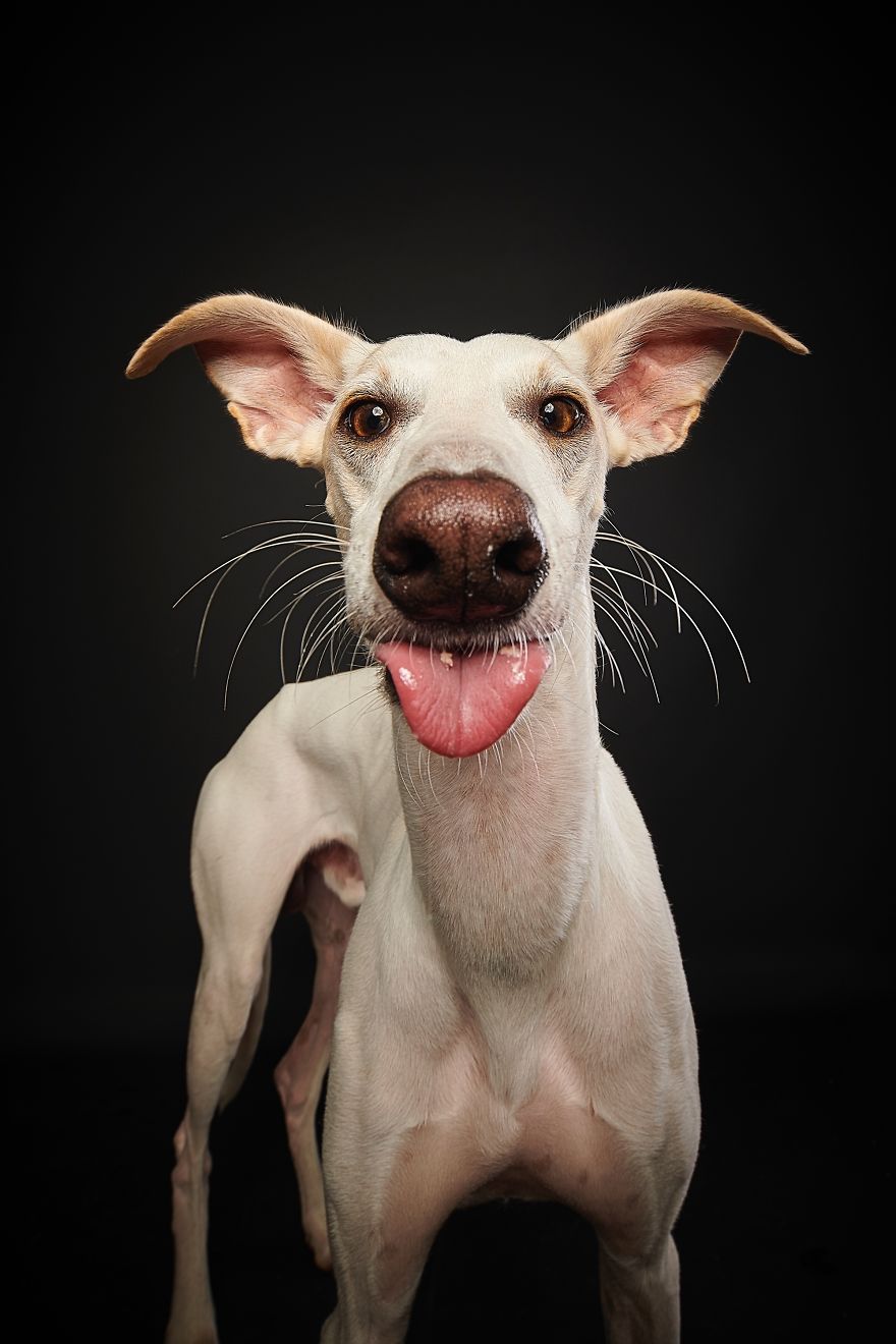 Spanish Dogs Stick Out Tongue To Their Hunters! Spanish Dogs Stick Out Tongue To Their Hunters!