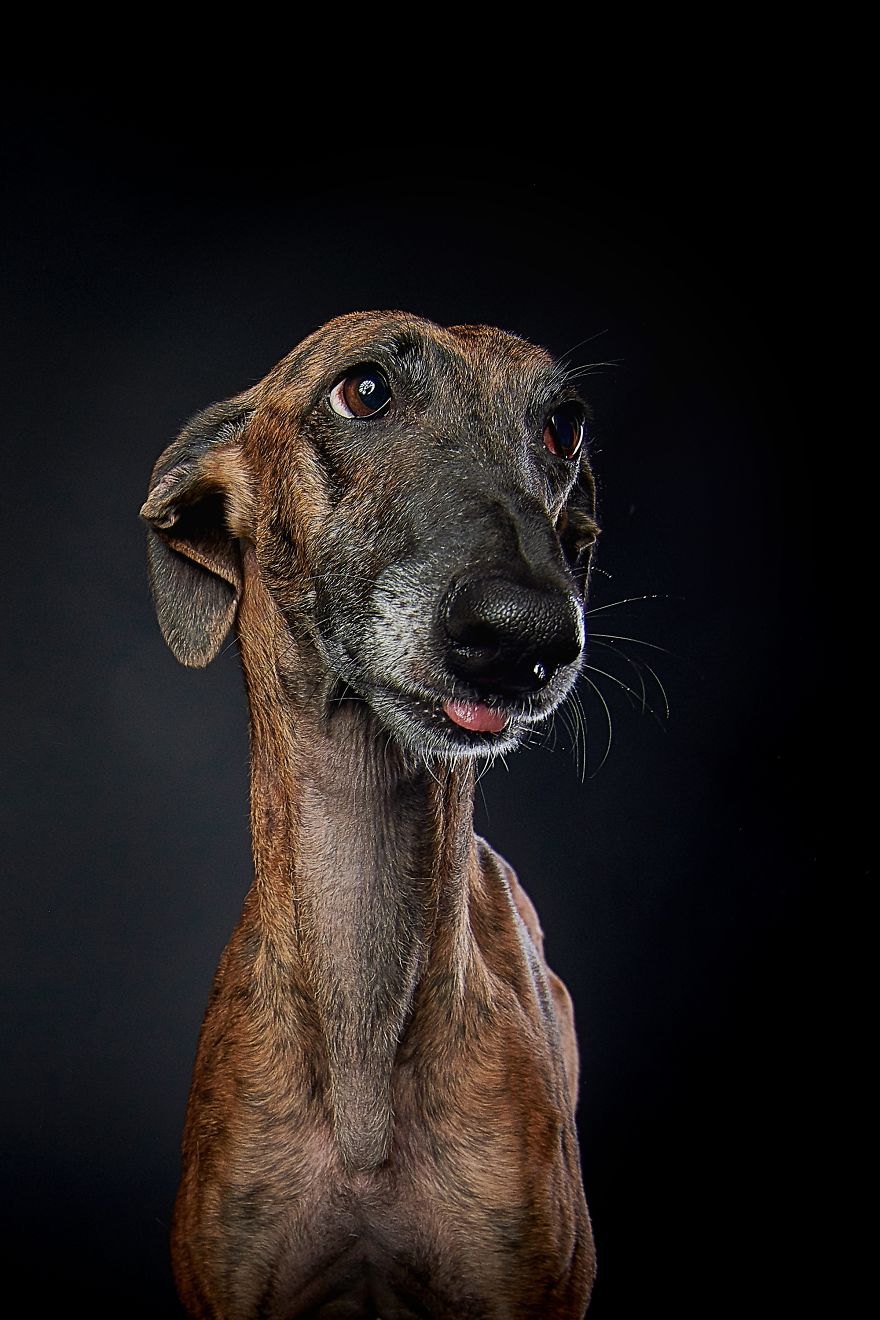 Spanish Dogs Stick Out Tongue To Their Hunters!