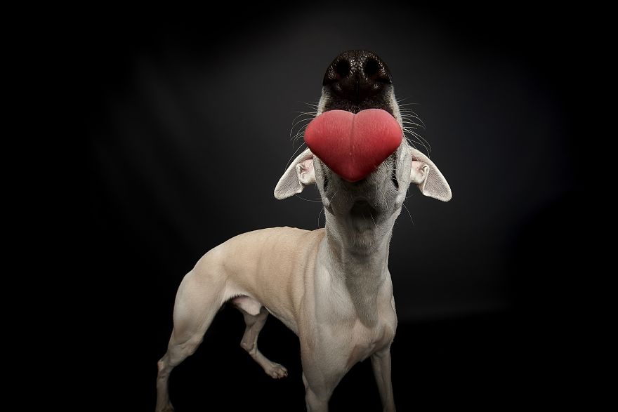 Spanish Dogs Stick Out Tongue To Their Hunters! Spanish Dogs Stick Out Tongue To Their Hunters!