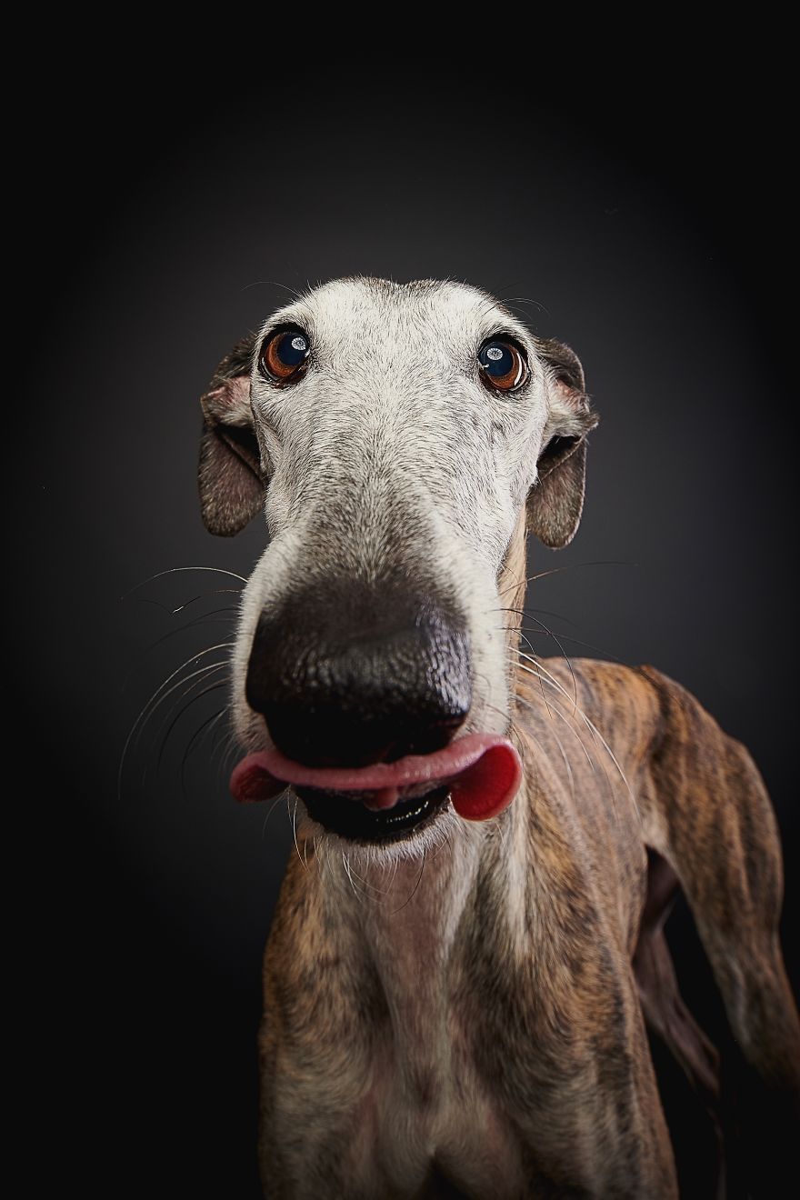 Spanish Dogs Stick Out Tongue To Their Hunters!