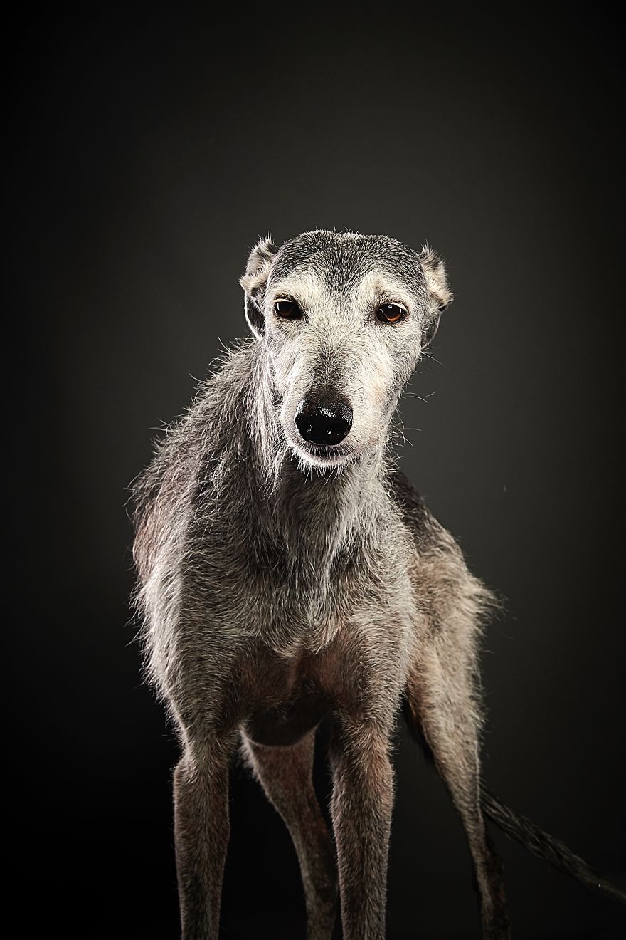 Spanish Dogs Stick Out Tongue To Their Hunters! Spanish Dogs Stick Out Tongue To Their Hunters!