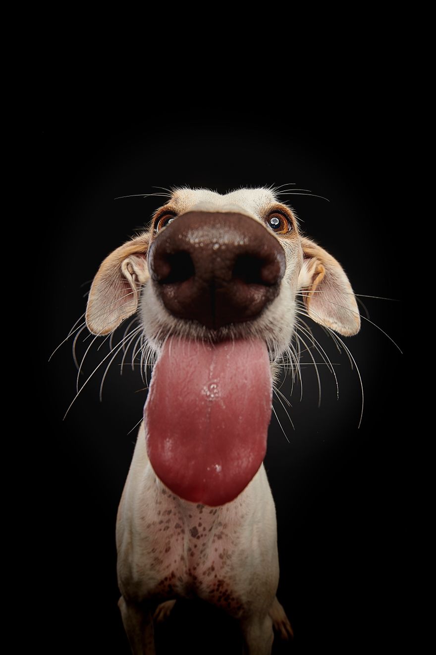 Spanish Dogs Stick Out Tongue To Their Hunters! Spanish Dogs Stick Out Tongue To Their Hunters!