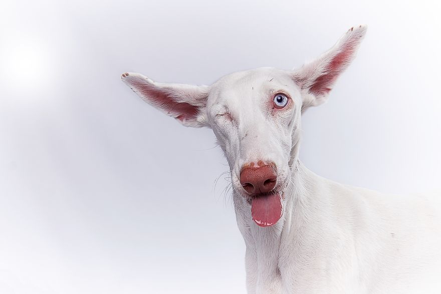 Spanish Dogs Stick Out Tongue To Their Hunters! Spanish Dogs Stick Out Tongue To Their Hunters!