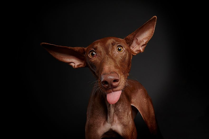 Spanish Dogs Stick Out Tongue To Their Hunters! Spanish Dogs Stick Out Tongue To Their Hunters!