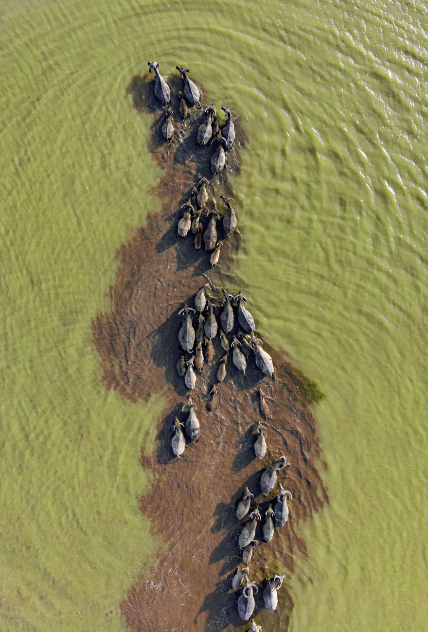 When The Buffalo Comes Back