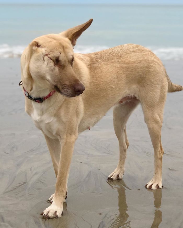 After Being Shot 17 Times, A Pregnant Dog Survives, Finds Forever Home, And Becomes A Registered Therapy Dog After Being Shot 17 Times, A Pregnant Dog Survives, Finds Forever Home, And Becomes A Registered Therapy Dog