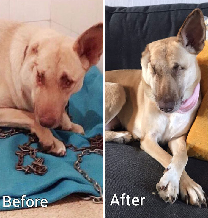 After Being Shot 17 Times, A Pregnant Dog Survives, Finds Forever Home, And Becomes A Registered Therapy Dog After Being Shot 17 Times, A Pregnant Dog Survives, Finds Forever Home, And Becomes A Registered Therapy Dog