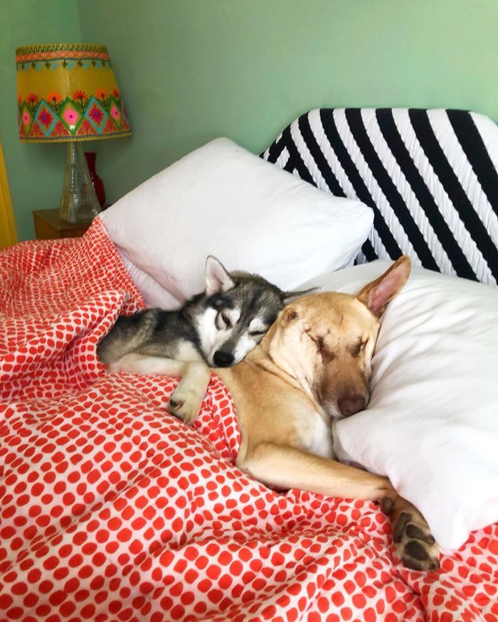 After Being Shot 17 Times, A Pregnant Dog Survives, Finds Forever Home, And Becomes A Registered Therapy Dog After Being Shot 17 Times, A Pregnant Dog Survives, Finds Forever Home, And Becomes A Registered Therapy Dog