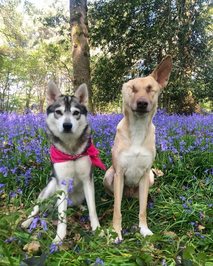 After Being Shot 17 Times, A Pregnant Dog Survives, Finds Forever Home, And Becomes A Registered Therapy Dog After Being Shot 17 Times, A Pregnant Dog Survives, Finds Forever Home, And Becomes A Registered Therapy Dog