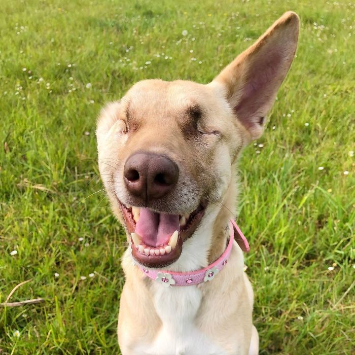 After Being Shot 17 Times, A Pregnant Dog Survives, Finds Forever Home, And Becomes A Registered Therapy Dog After Being Shot 17 Times, A Pregnant Dog Survives, Finds Forever Home, And Becomes A Registered Therapy Dog