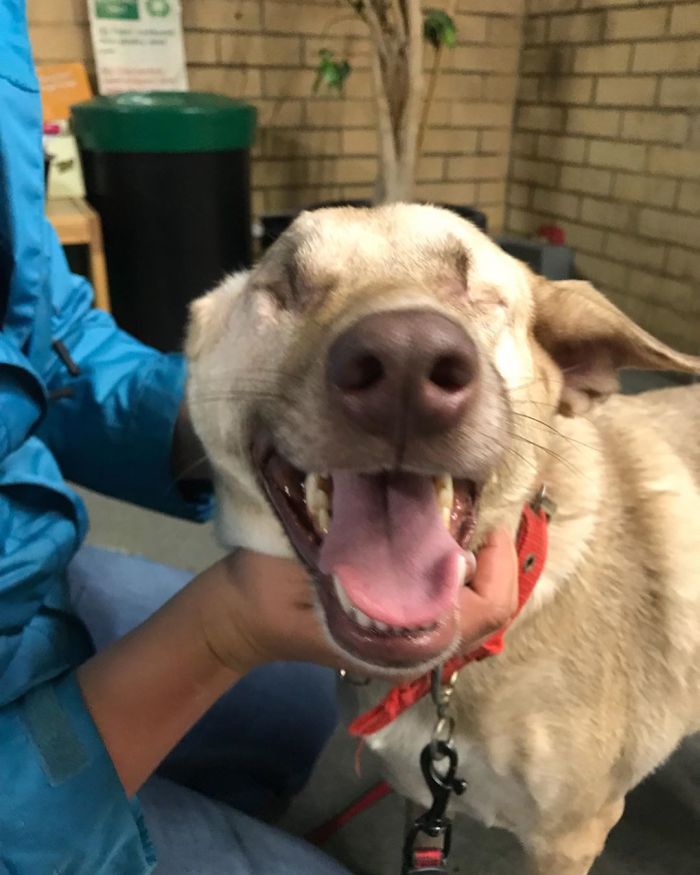 After Being Shot 17 Times, A Pregnant Dog Survives, Finds Forever Home, And Becomes A Registered Therapy Dog After Being Shot 17 Times, A Pregnant Dog Survives, Finds Forever Home, And Becomes A Registered Therapy Dog