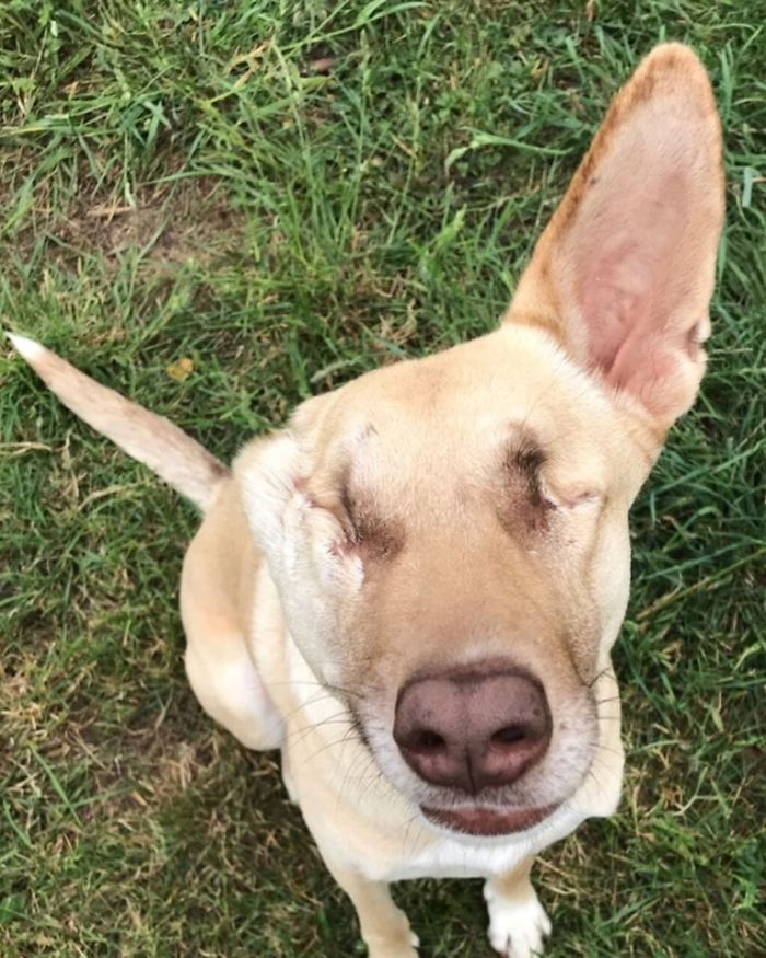 After Being Shot 17 Times, A Pregnant Dog Survives, Finds Forever Home, And Becomes A Registered Therapy Dog After Being Shot 17 Times, A Pregnant Dog Survives, Finds Forever Home, And Becomes A Registered Therapy Dog