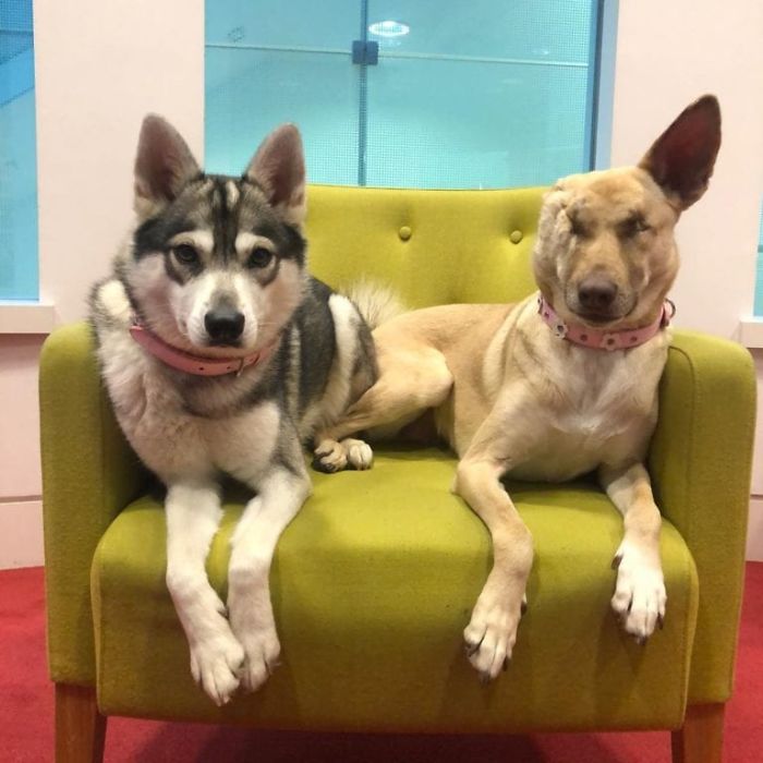 After Being Shot 17 Times, A Pregnant Dog Survives, Finds Forever Home, And Becomes A Registered Therapy Dog After Being Shot 17 Times, A Pregnant Dog Survives, Finds Forever Home, And Becomes A Registered Therapy Dog