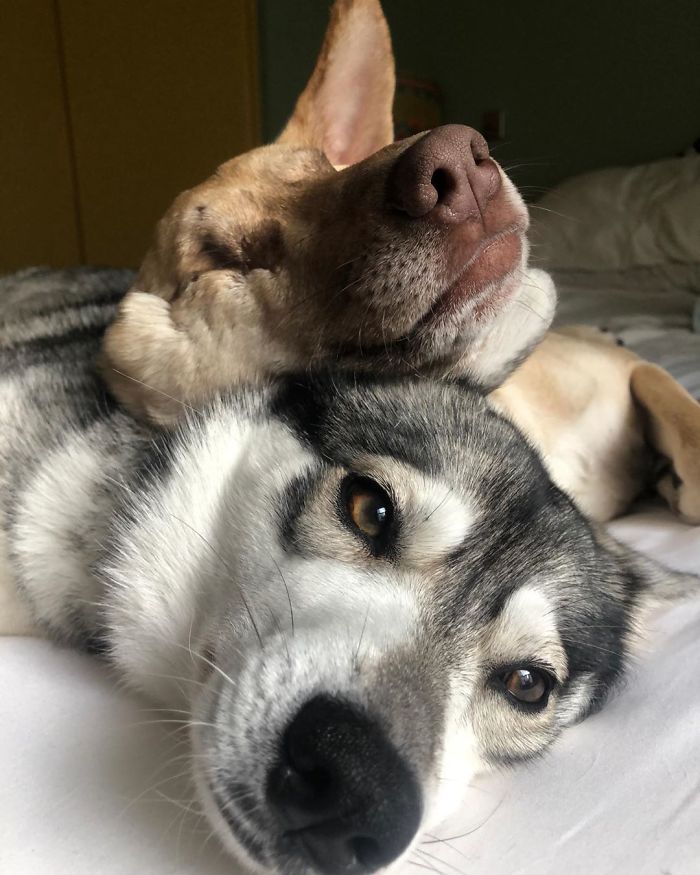 After Being Shot 17 Times, A Pregnant Dog Survives, Finds Forever Home, And Becomes A Registered Therapy Dog After Being Shot 17 Times, A Pregnant Dog Survives, Finds Forever Home, And Becomes A Registered Therapy Dog