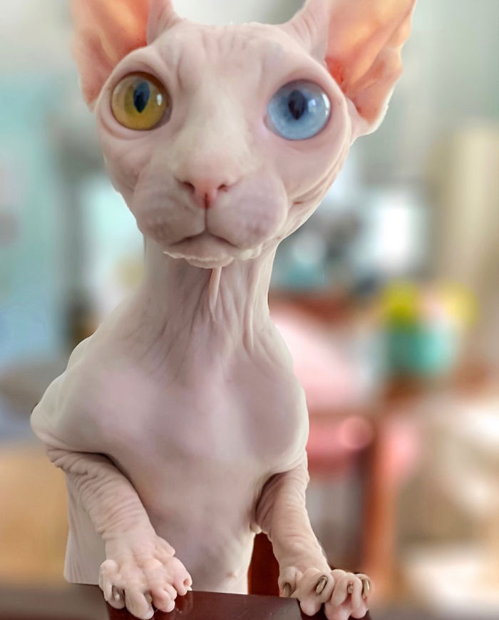 My Daughter Researched That A Sphynx Is The Best Cat For Our Family And Although I Was Hesitant At First, She Was Right My Daughter Researched That A Sphynx Is The Best Cat For Our Family And Although I Was Hesitant At First, She Was Right