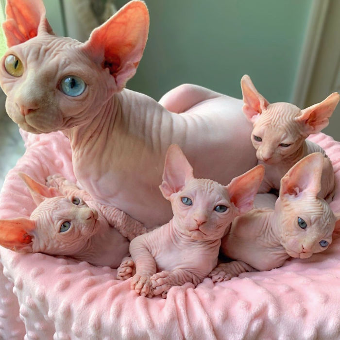 My Daughter Researched That A Sphynx Is The Best Cat For Our Family And Although I Was Hesitant At First, She Was Right