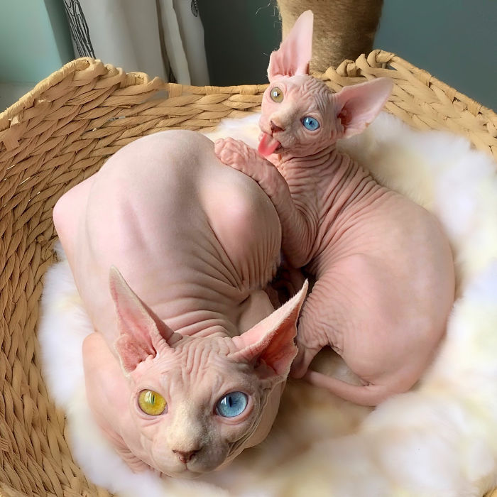 My Daughter Researched That A Sphynx Is The Best Cat For Our Family And Although I Was Hesitant At First, She Was Right My Daughter Researched That A Sphynx Is The Best Cat For Our Family And Although I Was Hesitant At First, She Was Right