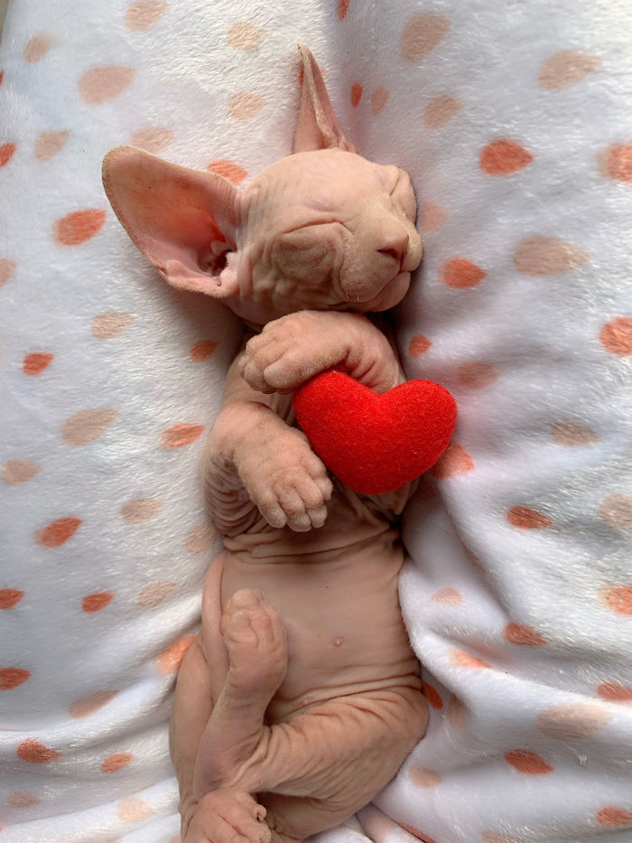 My Daughter Researched That A Sphynx Is The Best Cat For Our Family And Although I Was Hesitant At First, She Was Right My Daughter Researched That A Sphynx Is The Best Cat For Our Family And Although I Was Hesitant At First, She Was Right
