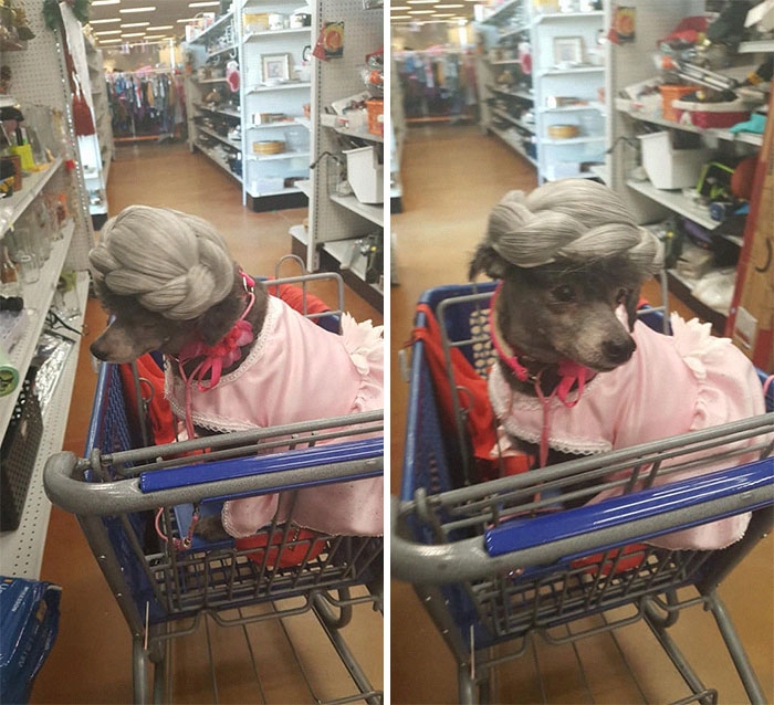 A Granny Wig For My Old Rescue Poodle Girl Sarah 2 Days After She Came To Live With Me. The Wig Was Perfect