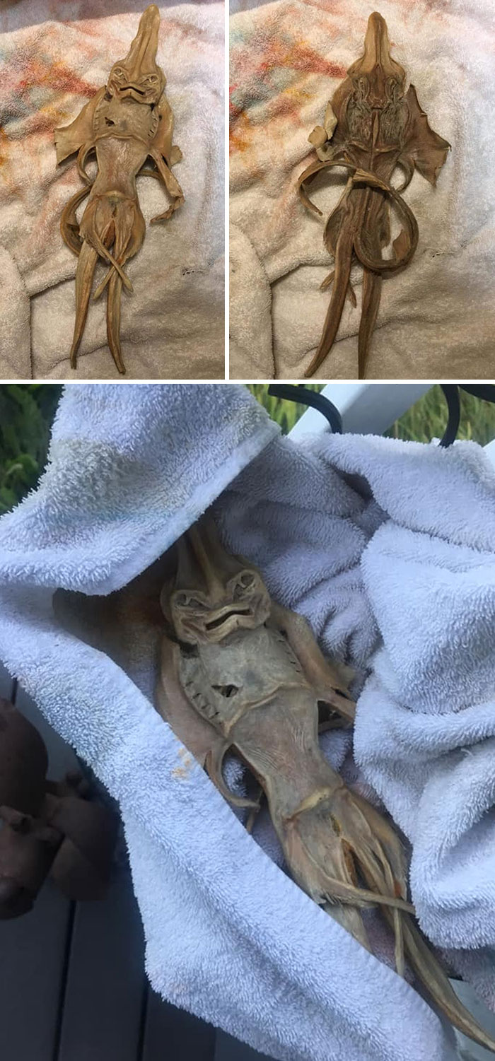 What Is It? A Jenny Haniver. Google It. Fascinating!